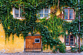 Fassade eines von Efeu überwucherten Hauses, UNESCO-Welterbe, Cesky Krumlov, Südböhmische Region, Tschechische Republik (Tschechien), Europa