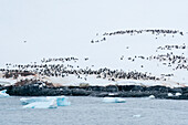 Gentoo penguin colony (Pygoscelis papua), Petermann Island, Antarctica, Polar Regions