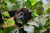 Mantled Howler Monkey (Alouatta palliata), named for its call, eating leaves in tree, Nosara, Guanacaste Province, Costa Rica, Central America