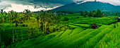 Blick auf die Reisterrasse von Sidemen, Sidemen, Kabupaten Karangasem, Bali, Indonesien, Südostasien, Asien