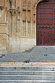 Eine streunende Katze vor der Kathedrale von Salamanca
