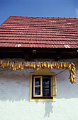 Zum Trocknen aufgehängter Mais vor einem traditionellen Haus