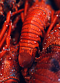 Lobster Claws For Sale In Market, Close Up