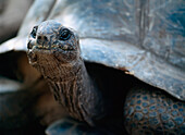 Giant Tortoise, Close Up