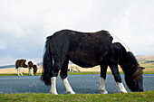 Weidende Wildpferde auf dem Moorland