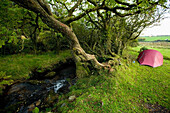 Tent Pitched By The Stream