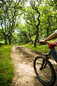 Radfahrerin auf dem Weg durch den Wald