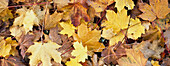 Goldene Herbstblätter auf dem Boden.