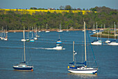 Sailboats In Harbour With Rapeseed Field In Background