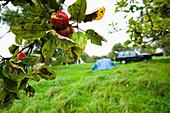 Zelt zwischen den Bäumen in einem Apfelwein-Obstgarten