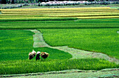 Arbeiter mit kegelförmigem Hut geht durch ein Reisfeld