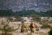 Elefantenmutter mit Kalb in der Savanne, erhöhter Blick