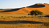 Desert Landscape In Sossusvlei