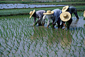 Landwirte pflanzen Reis in Reisfeldern