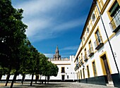 Courtyard With Orange Trees With Top Of La Giralda In Distance