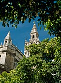 Niedriger Blickwinkel auf La Giralda durch Orangenbäume