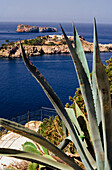 Exotische Pflanzen an der Küste Ibizas auf den Balearen