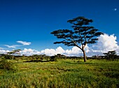 Acacia In Serengeti
