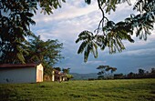 Acacia Trees And Huts