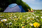 Campingfeld voller Gänseblümchen und Löwenzahn