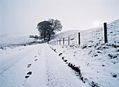 Footsteps In Fresh Snow In Rural Landscape