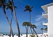 Palmen am Strand von Fort Myers