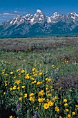 Grand Tetons von Antelope Flats aus