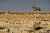 Eland spiegelt sich im Wasser im Etosha-Nationalpark