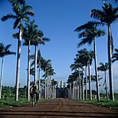 Lane Between Rows Of Palm Trees Leading Towards Mangua Cathedral