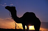 Silhouettiertes Kamel bei Sonnenuntergang