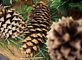 Close-Up Of Pine Cones