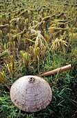 Vietnamese Conical Hat And Rice Cutting Tool In Field