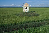 Shrine In Rice Paddy Field