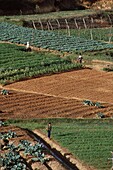 People Working In Vegetable Gardens