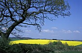Yellow Rape Seed Field And Tree