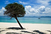 Baum am Strand der Insel Kapas