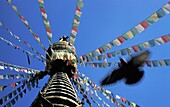 Stupa And Prayer Flags
