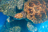 Schildkröte unter Wasser, Hochwinkelansicht, Projeto Tamar Turtle Project, Praia Do Forte, Bahia, Brasilien