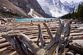 Moränensee mit Baumstämmen, Kanadische Rocky Mountains, Banff National Park, Alberta, Kanada