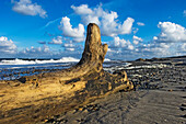 Log On Beach At West Jutland, Jutland,Denmark