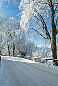 Straße mit Bäumen und Schnee bei Füssen, Bayern, Deutschland.