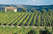 Vineyards. Montalcino,Italy.