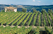 Weinberge. Montalcino,Italien.