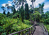 Auf einem Boardwalk durch das Royal Palms Reserve, Negril, Jamaika.