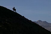 Silhouette eines Reiters auf einem Hügel, Moulay Idriss, Marokko