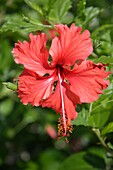 Hibiskusblüte, Nahaufnahme, Riviera Maya, Yucatan-Halbinsel, Bundesstaat Quintana Roo, Mexiko