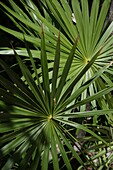 Tropical Plants,Close-Up, Mayan Riviera,Yucatan Peninsular,Quintana Roo State,Mexico