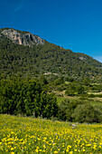 Meadow And Mountain, Majorca,Balearic Islands,Spain