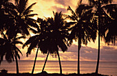 Sonnenuntergang (Palmen in Silhouette), Aitutaki, Cook-Inseln.