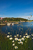 Wildblumen am Ufer der Insel Flaton, Schären von Bohuslan, Schweden